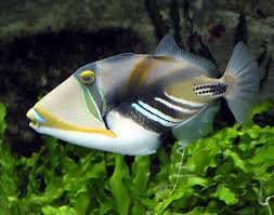 humuhumunukinukuuapuaa fish, Hawaii